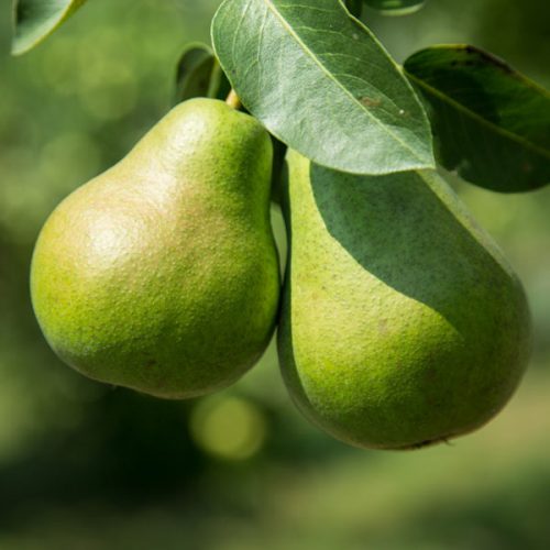 نهال گلابی