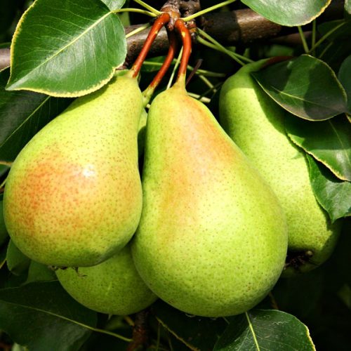 نهال گلابی