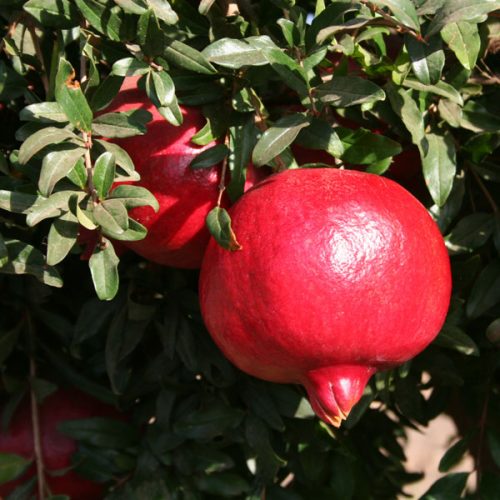 نهال انار